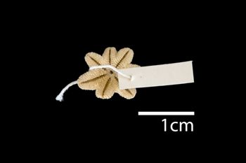 Media type: image; Invertebrate Zoology AST-2300   Description: whole body;  Aspect: ventral